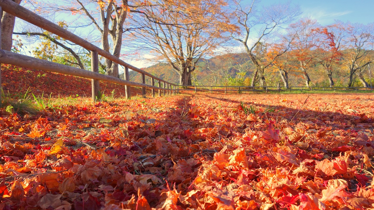 japan autumn autumnal leaves free photo