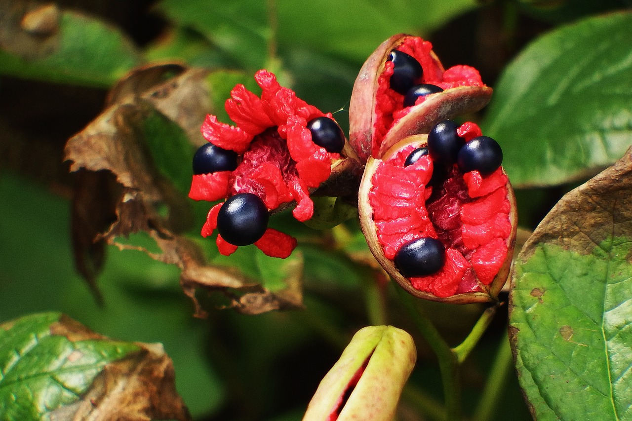 japan natural plant free photo