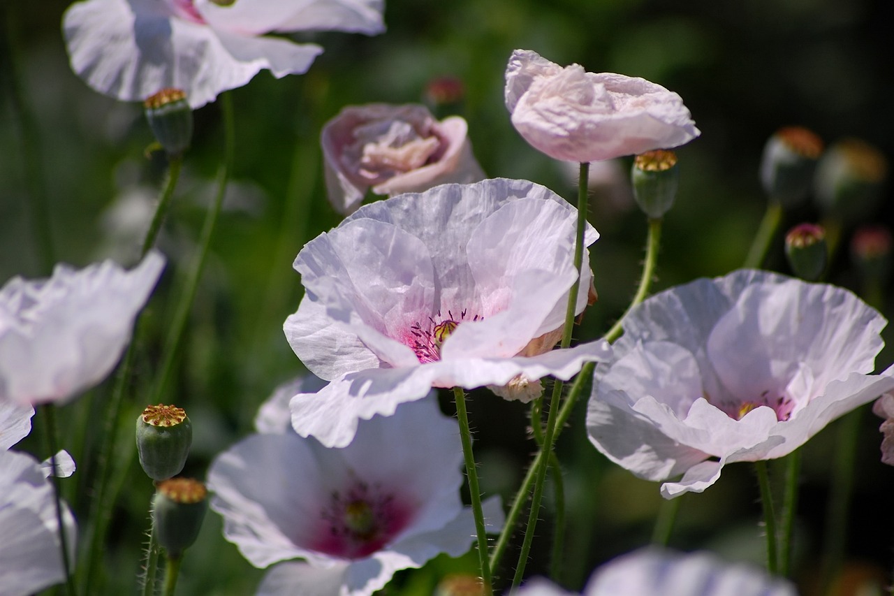 japan natural plant free photo