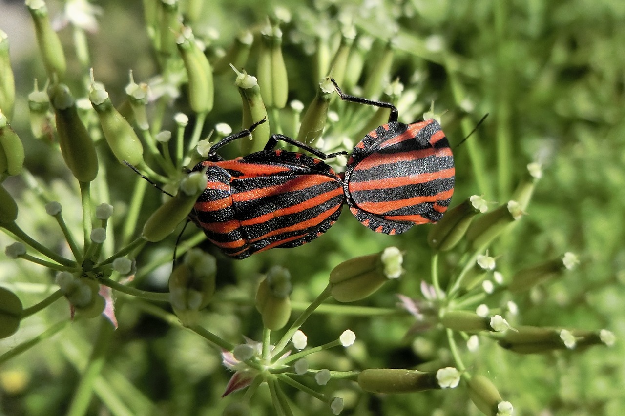 japan natural insect free photo