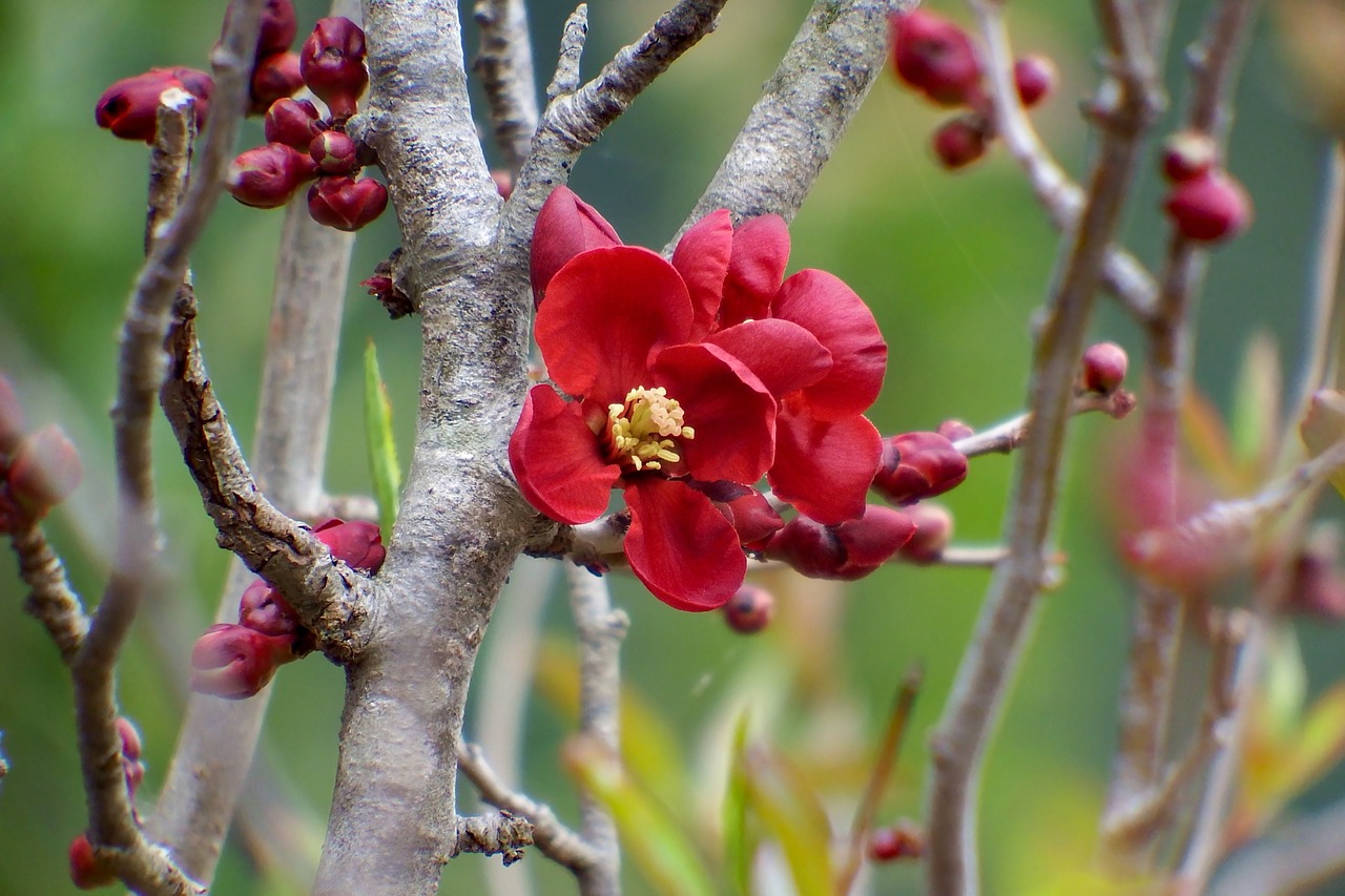 japan natural plant free photo