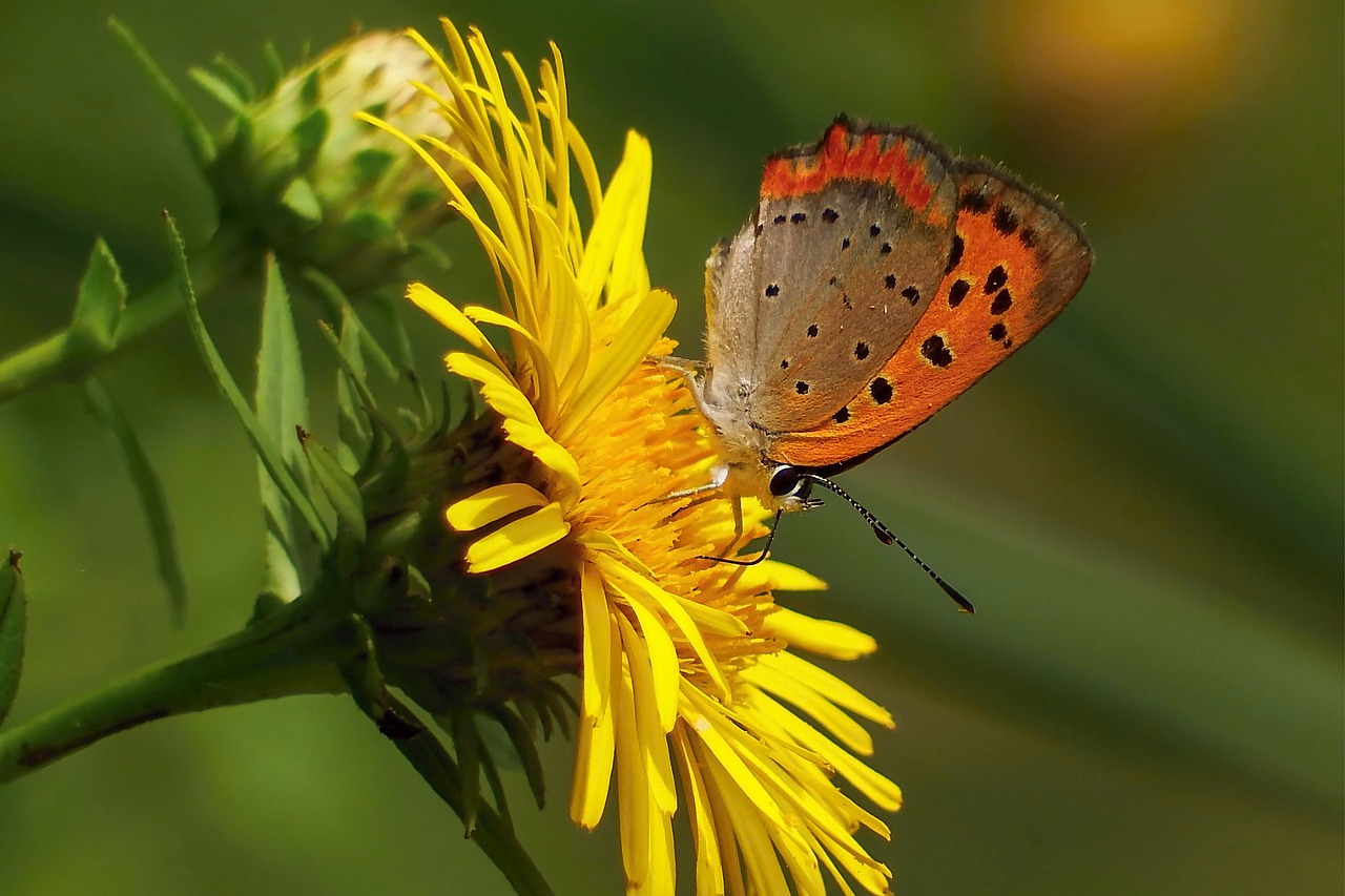 japan natural insect free photo