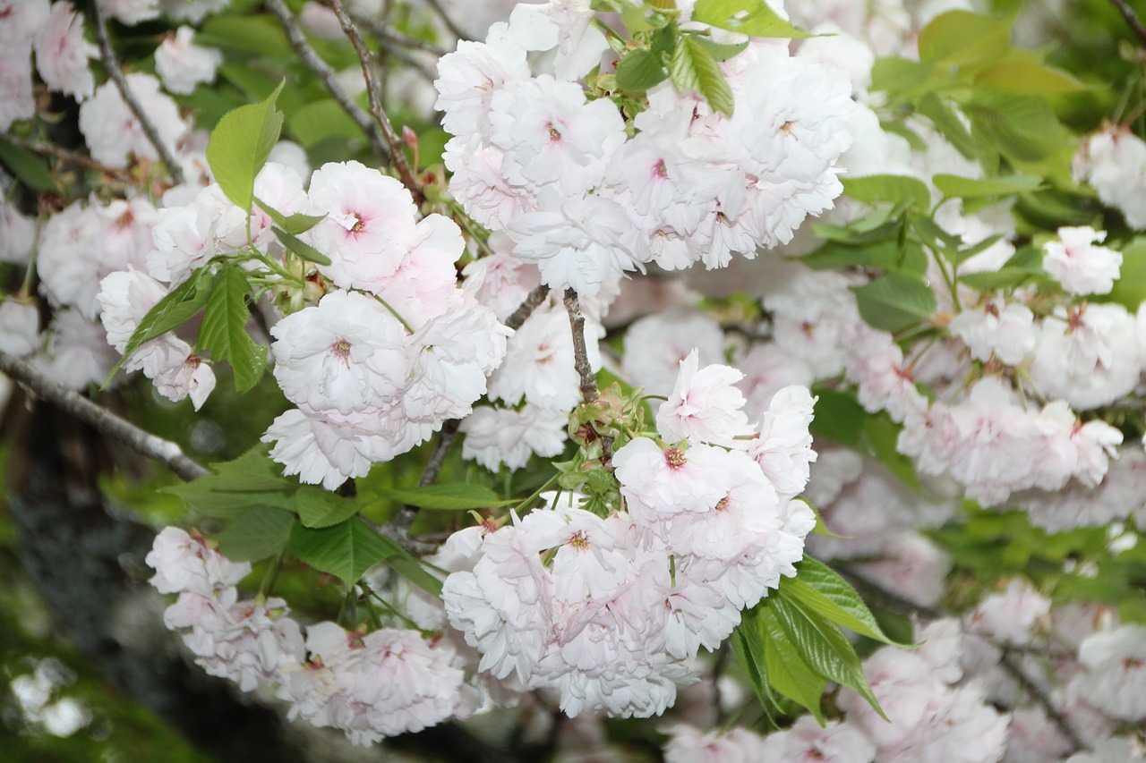 japan  water  flower free photo