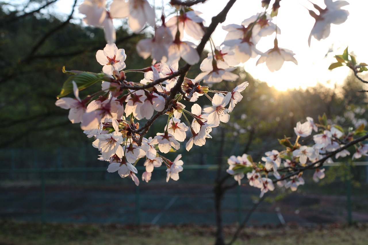 japan  cherry blossom  sunrise free photo