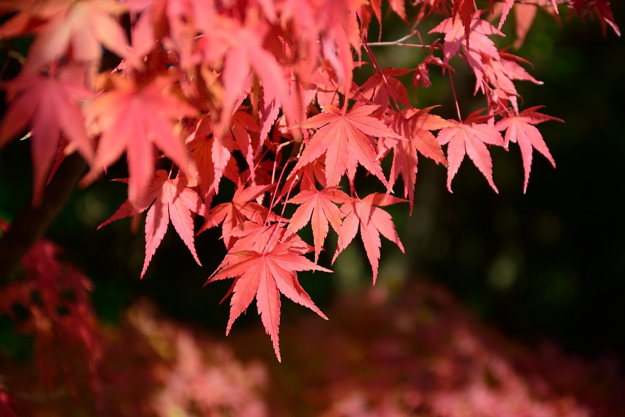 japan  himeji  red free photo