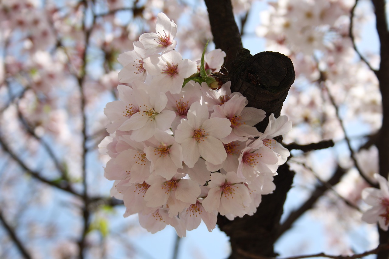 japan  tokyo  cherry blossoms free photo