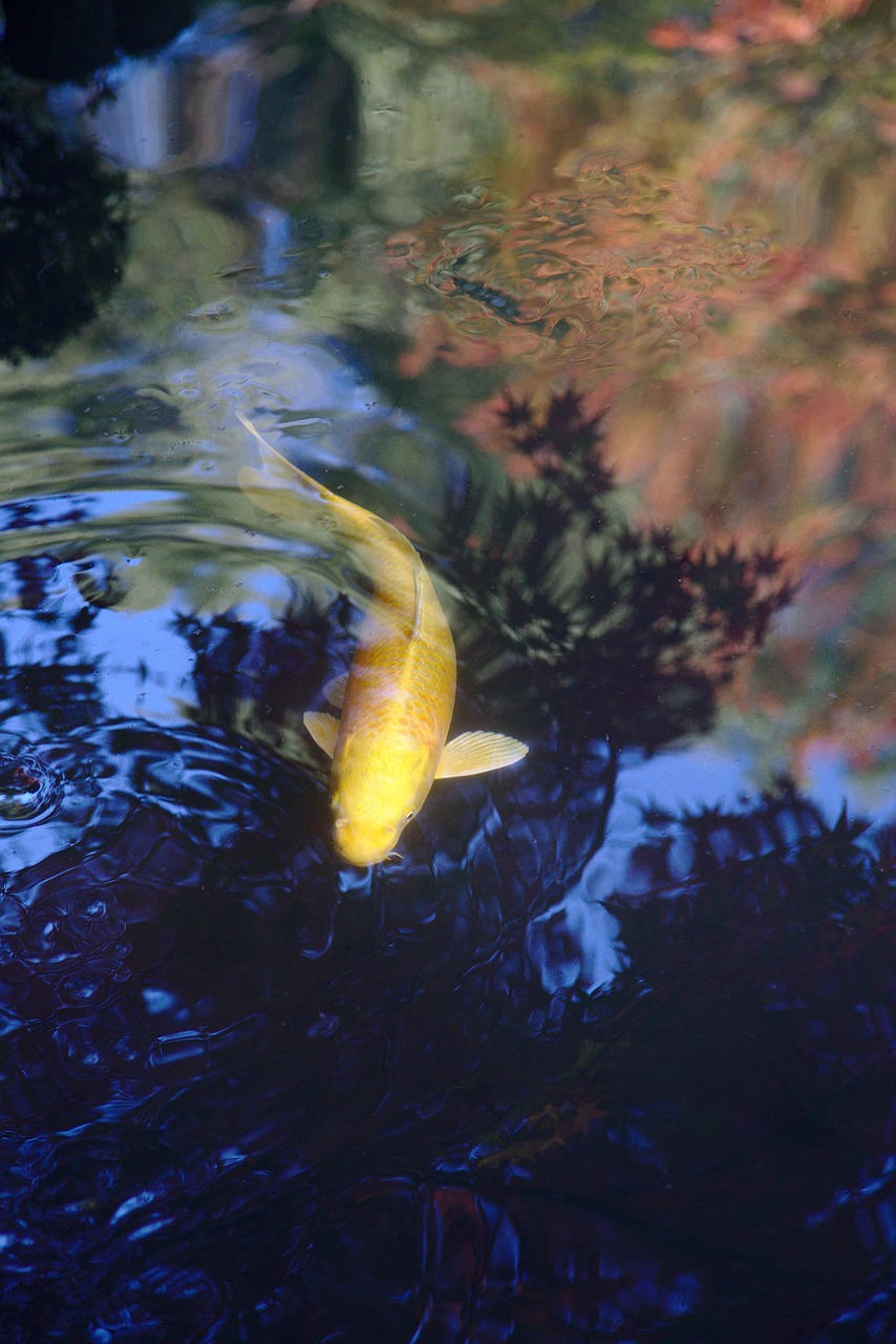 japan  nanzen-ji  koi free photo