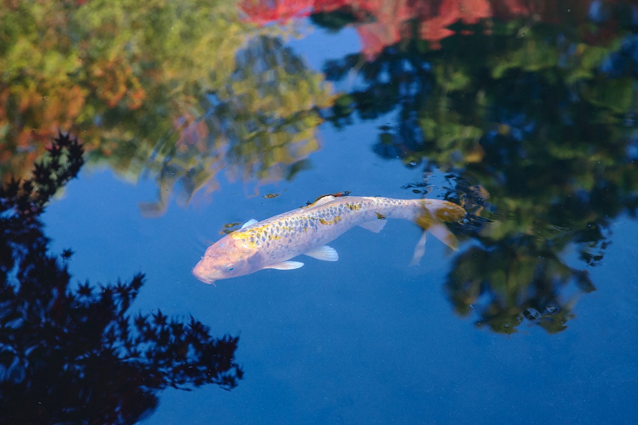 japan  nanzen-ji  koi free photo