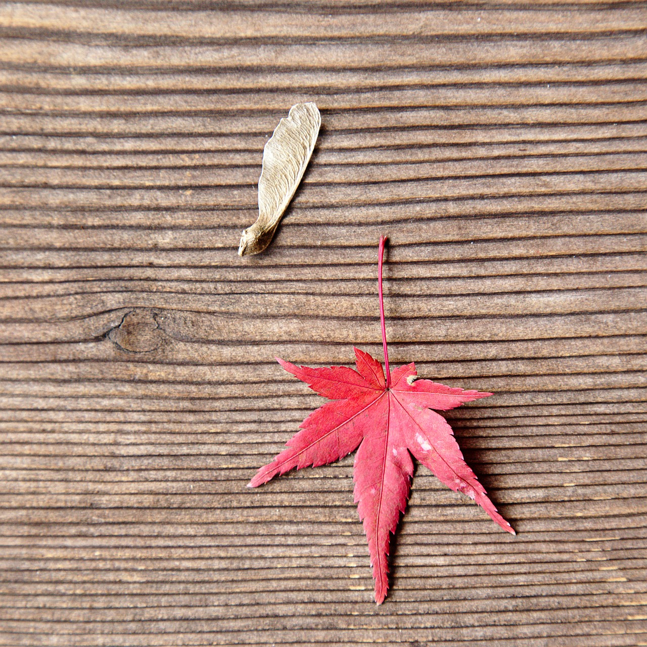 japan  toufuku-ji  maple leaf free photo