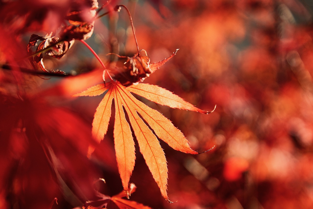 japan  maple  autumn free photo