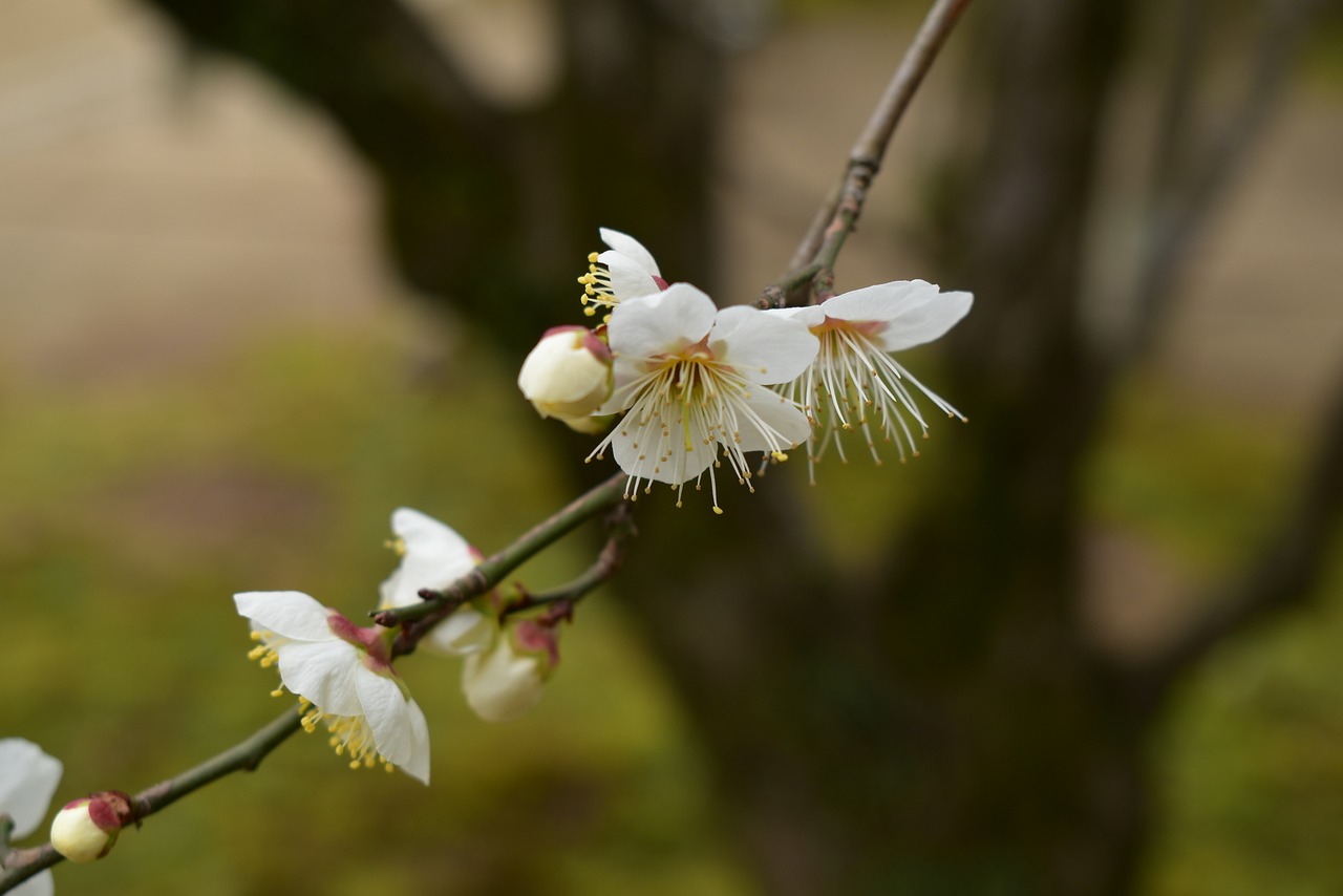 japan  sakura  apple blossom free photo