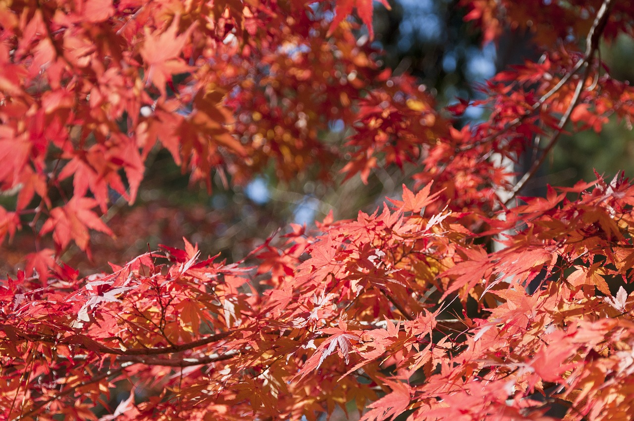 japan  momiji  momijigari free photo