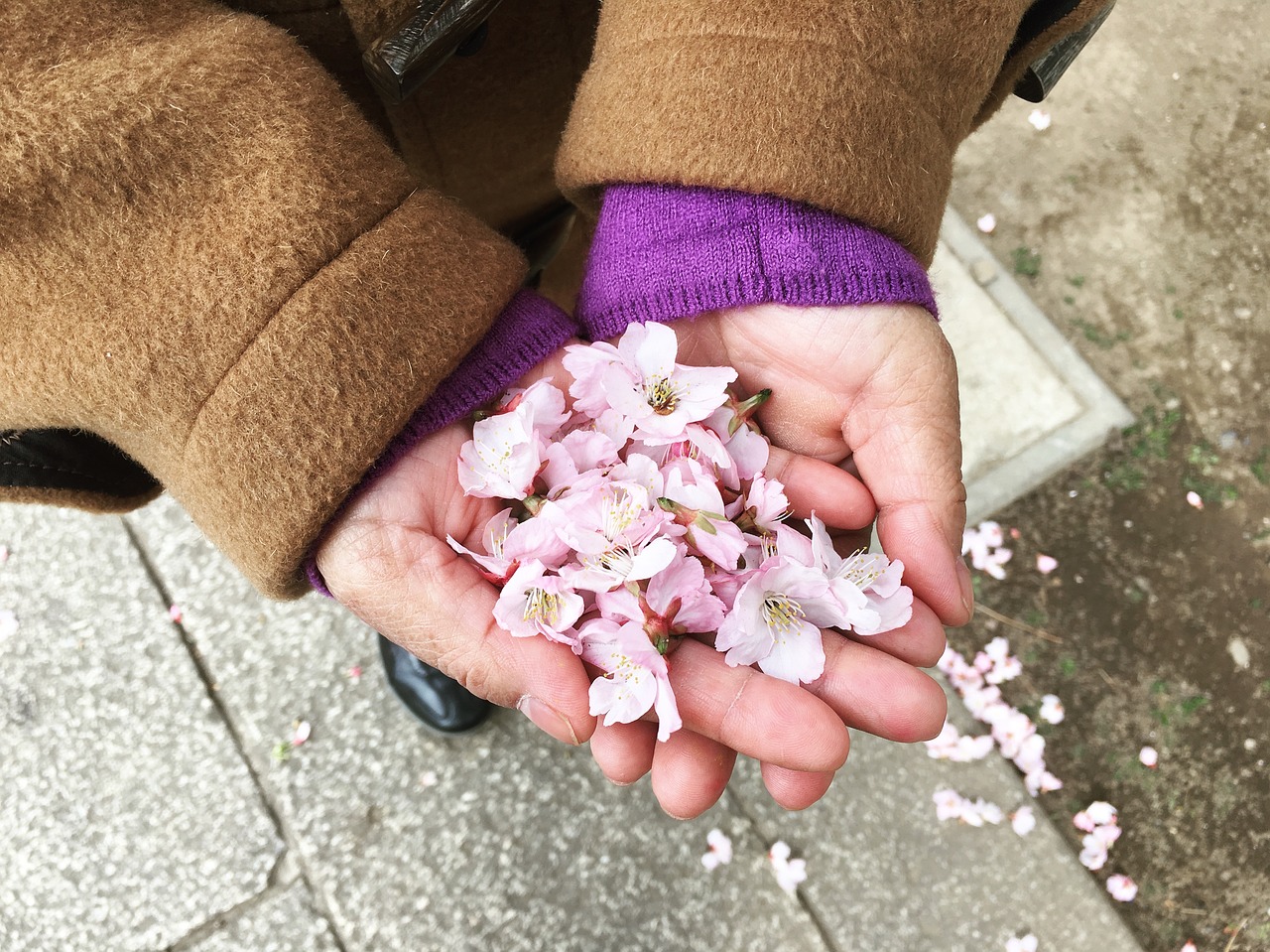 japan  sakura  flower free photo