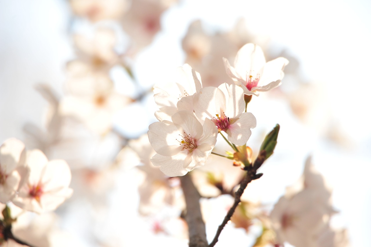 japan  cherry blossoms  the sunset of the cherry blossoms free photo