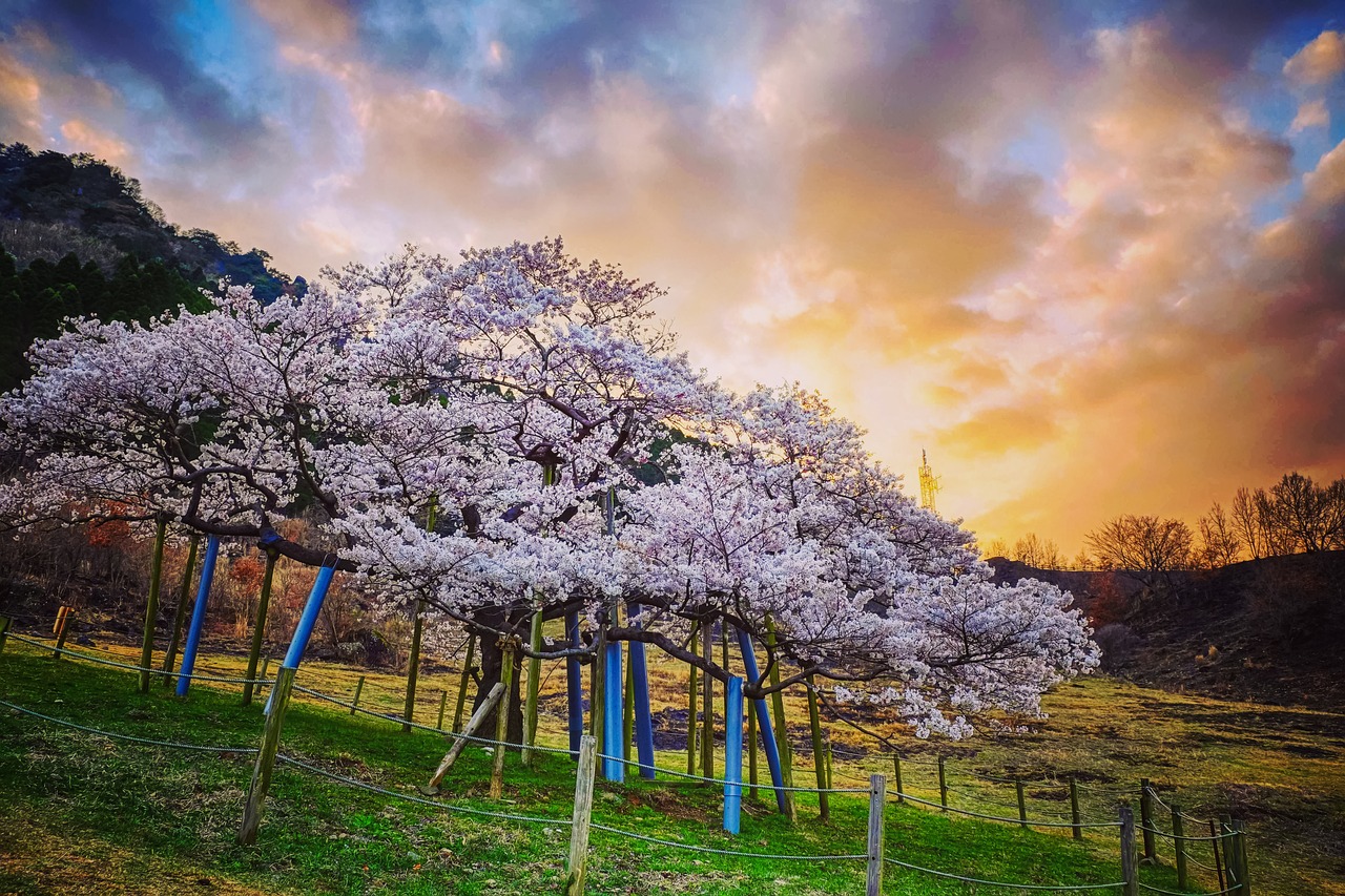 japan  cherry blossoms  sunset free photo