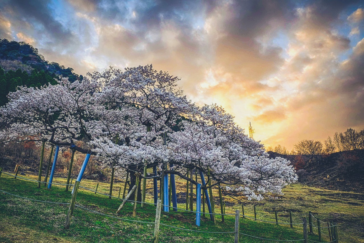 japan  cherry blossoms  sunset free photo