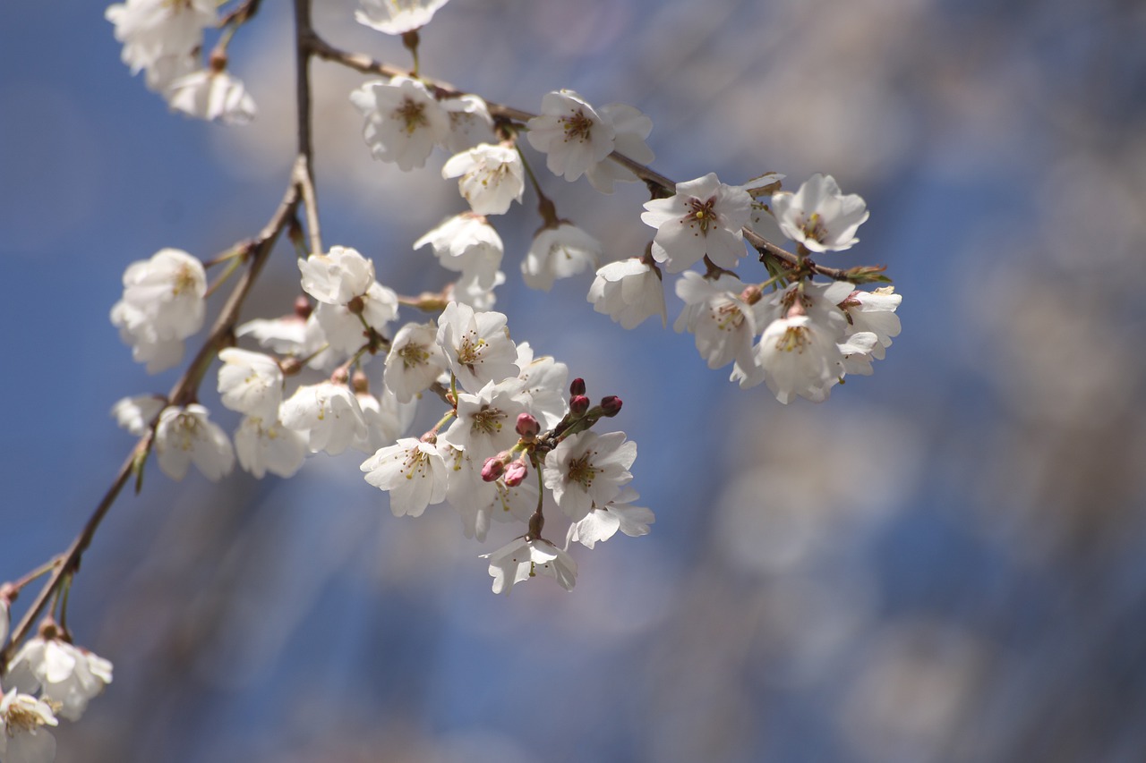 japan  cherry blossoms  flowers free photo