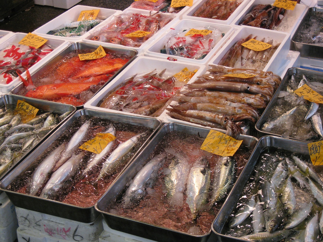 japan tokyo fish free photo