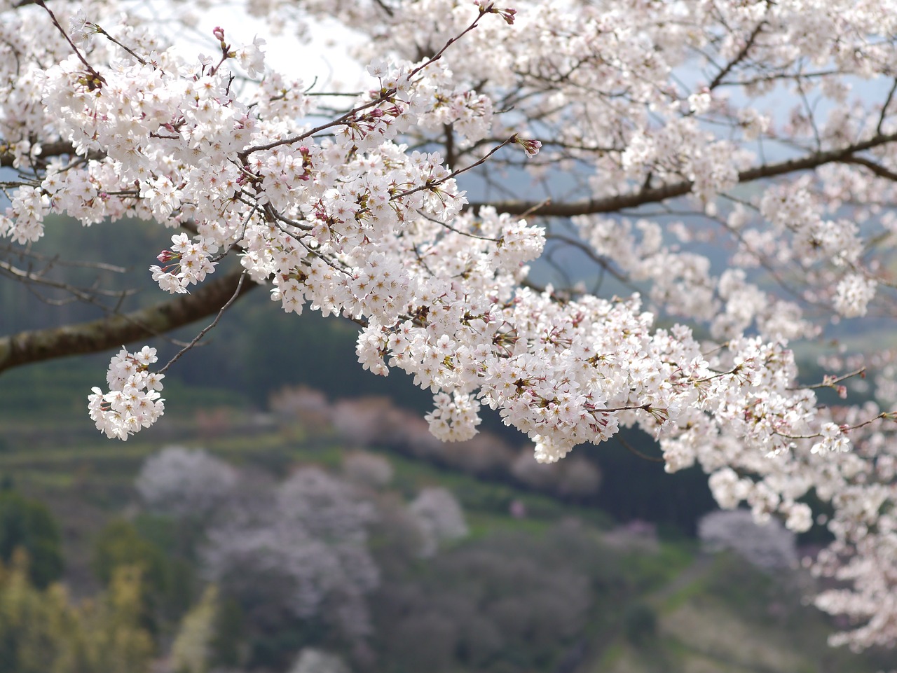 japan kumamoto cherry free photo