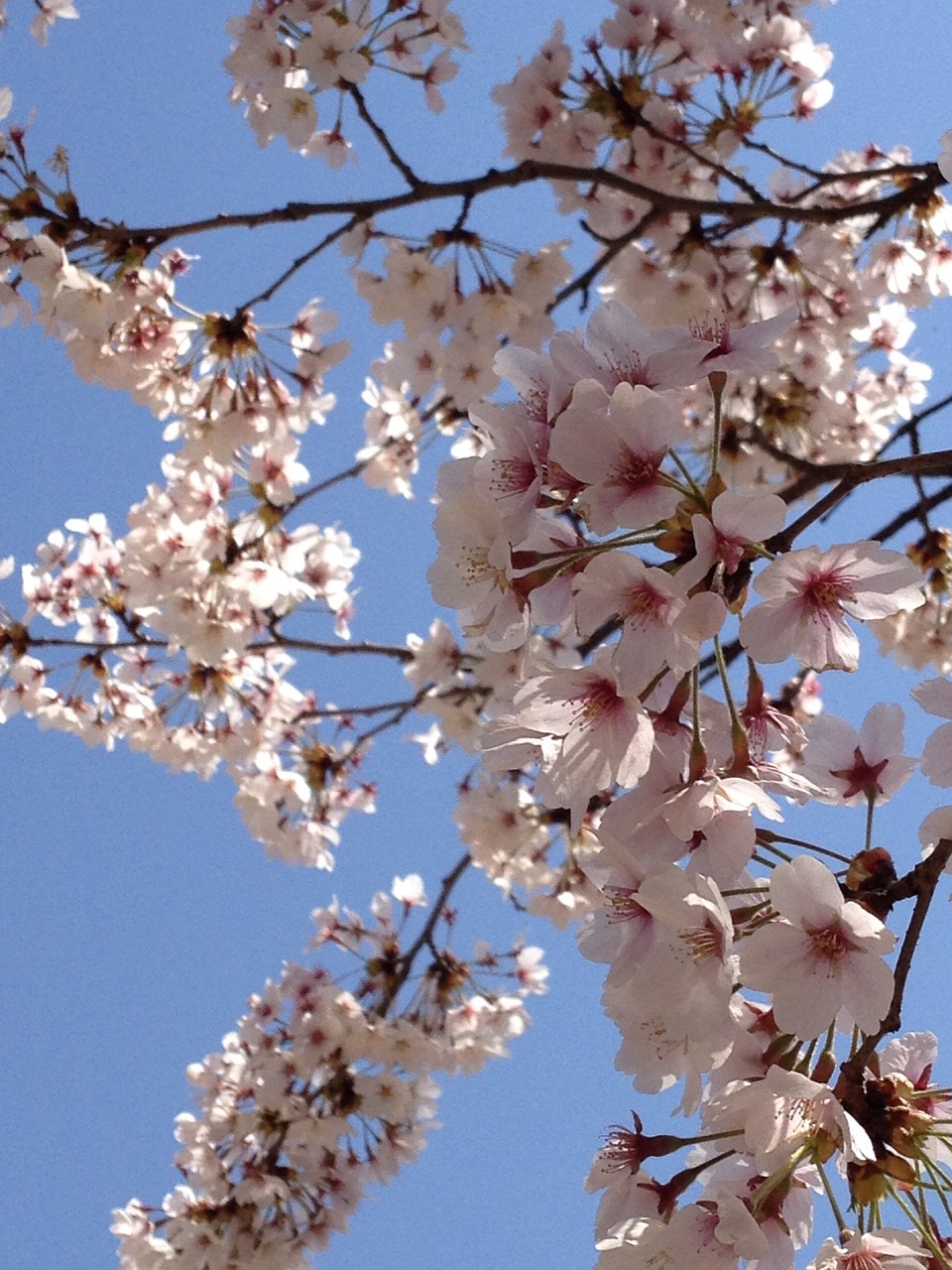 japan cherry blossom spring free photo