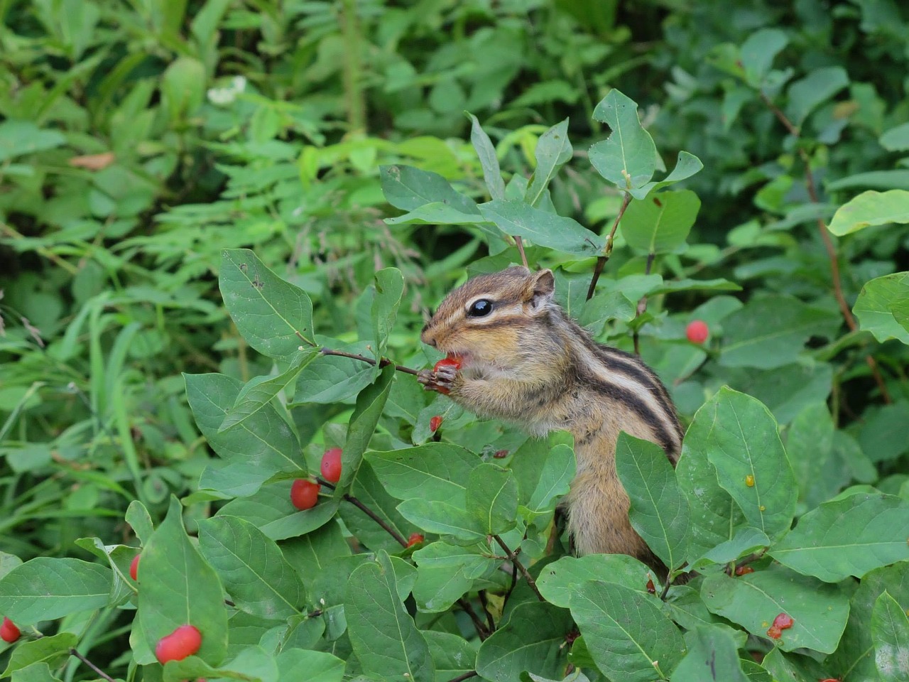 japan hokkaido squirrel free photo