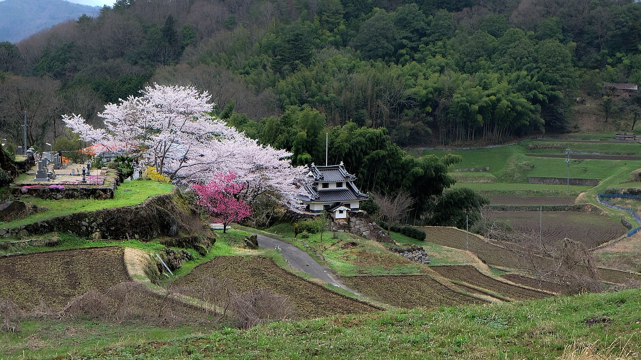 japan cherry countryside free photo