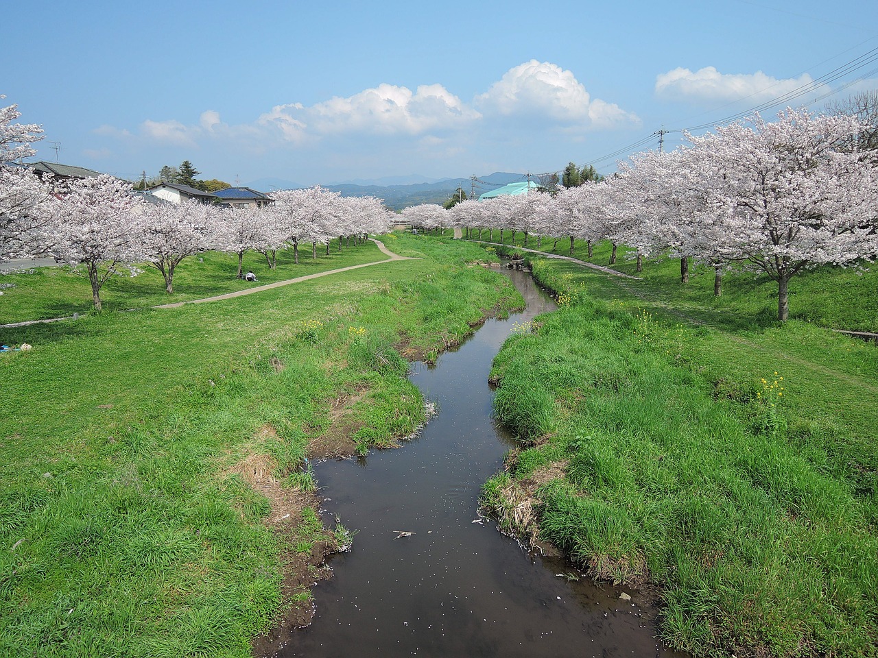 japan kumamoto cherry free photo