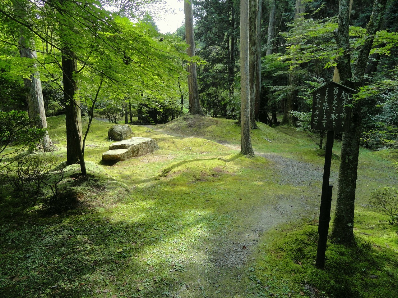 japan landscape forest free photo