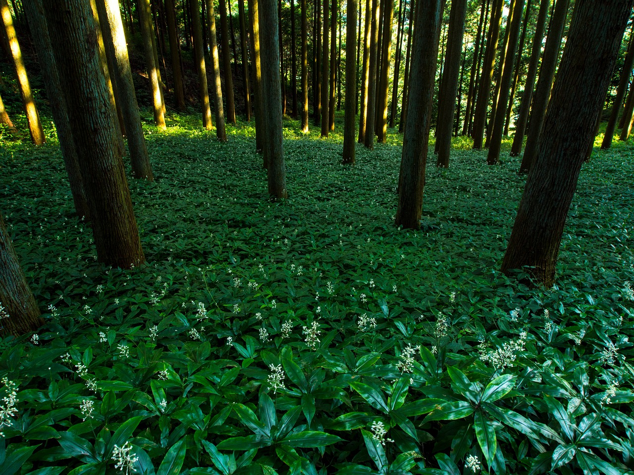 japan forest kumamoto free photo