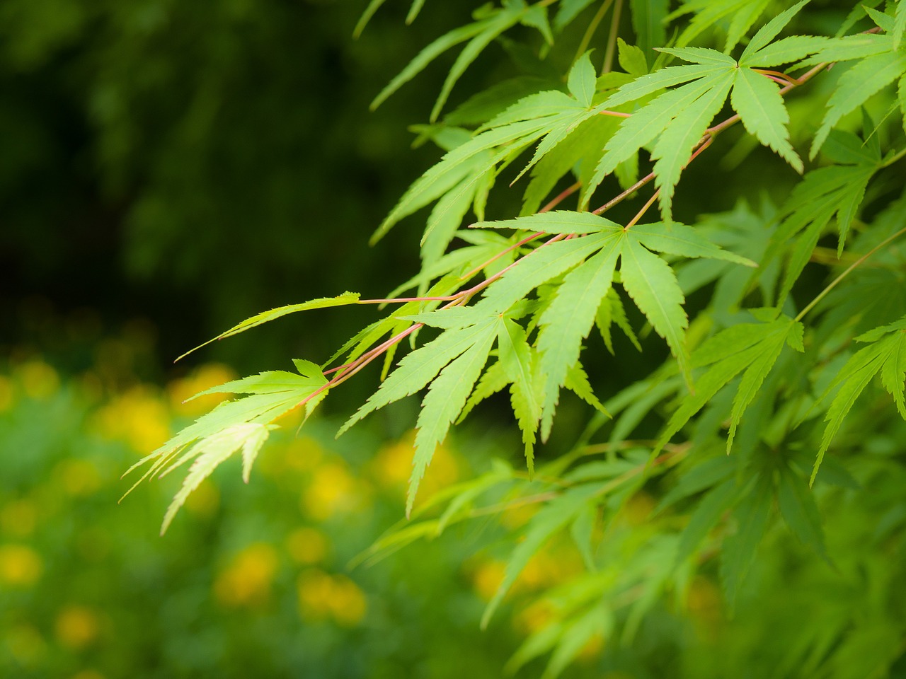 japan maple leaf free photo