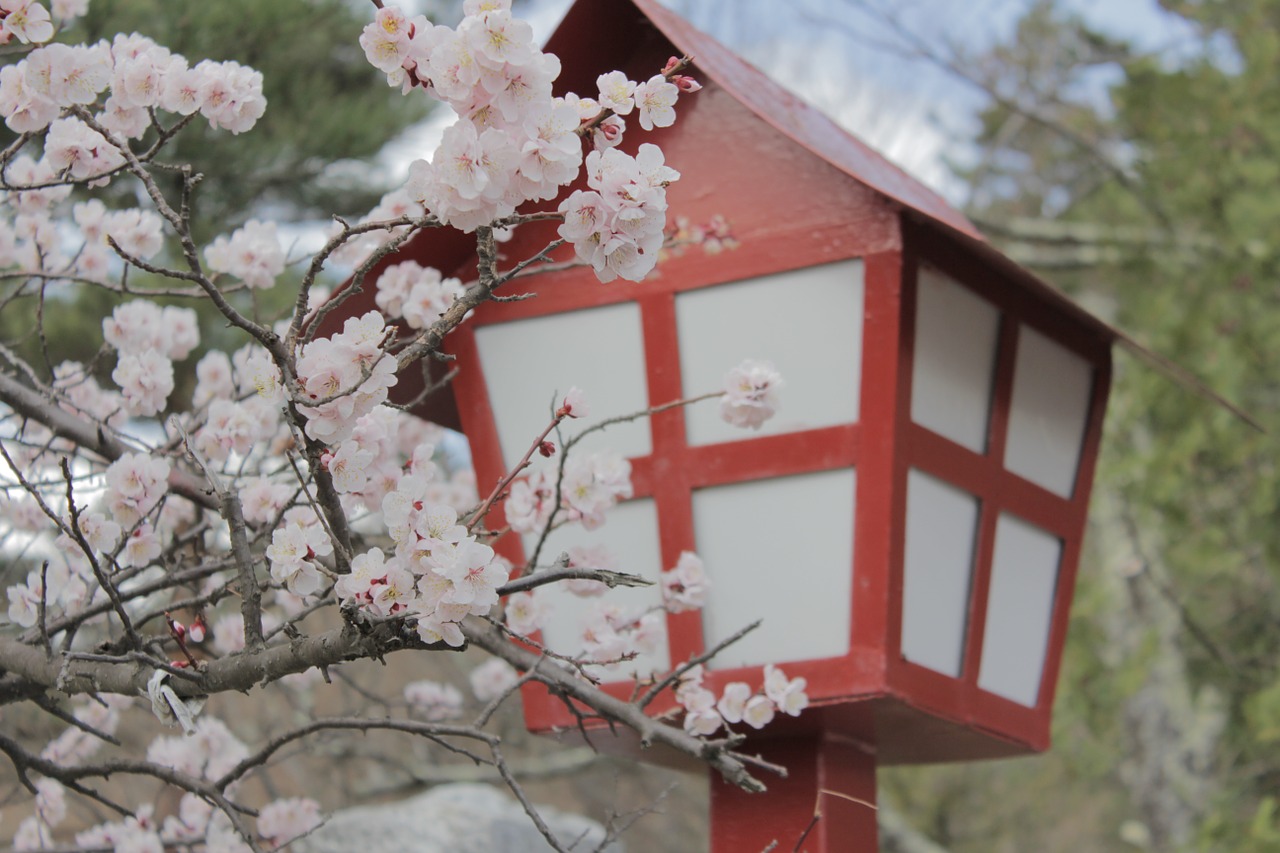 japan sakura cherry blossoms free photo