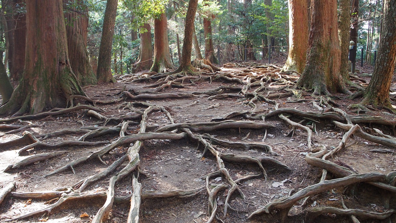 japan mount kurama woods free photo