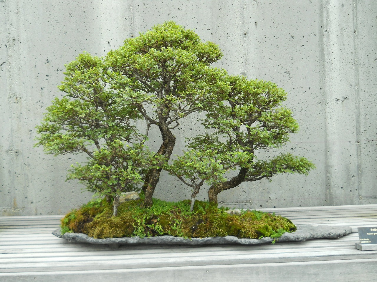 japan tree oriental free photo