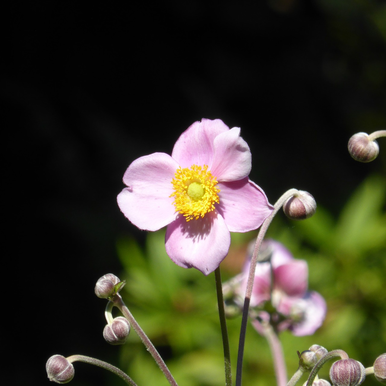 japan anemone anemone pink free photo