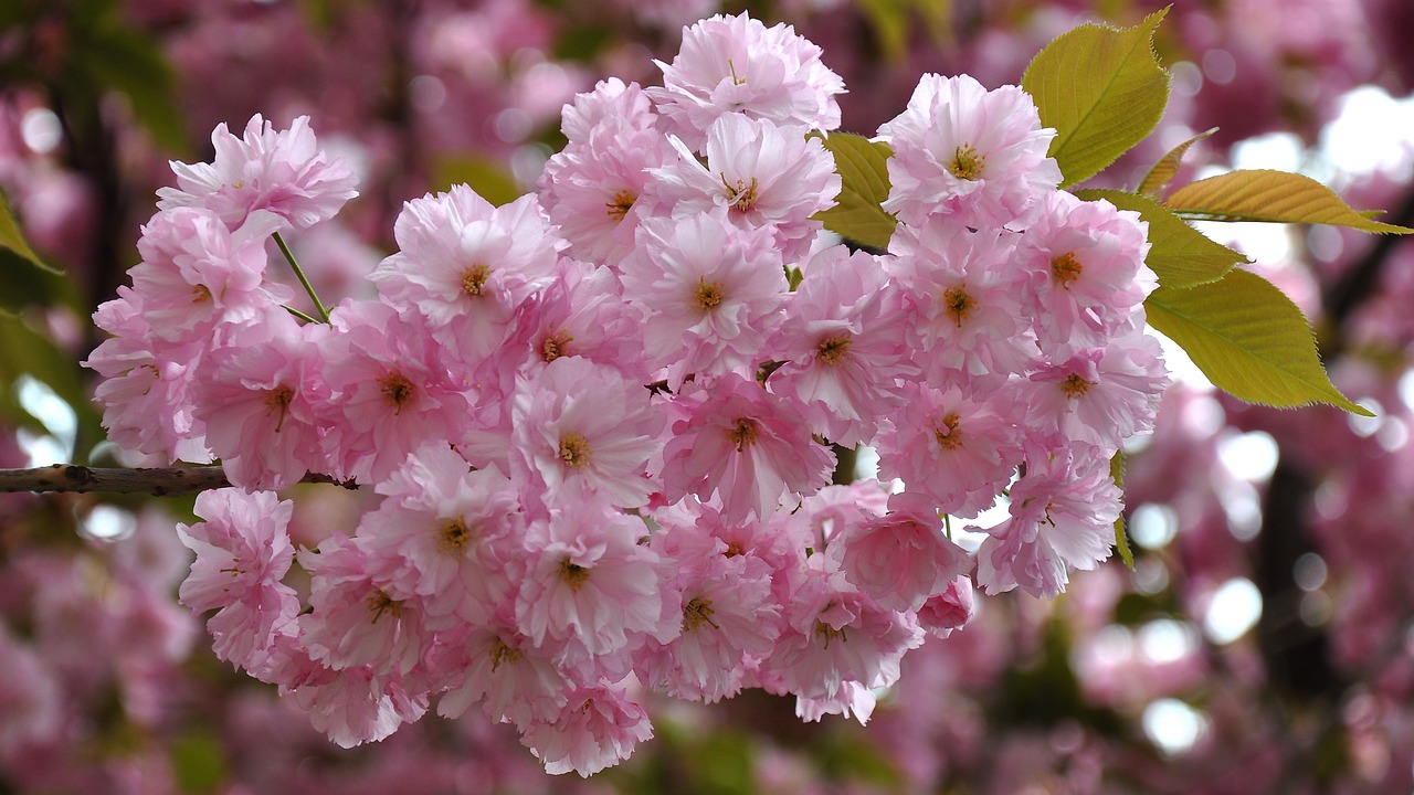 japan cherry spring flowering tree free photo