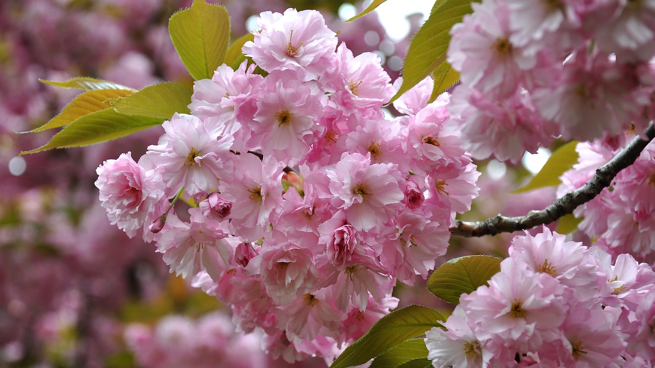 japan cherry spring flowering tree free photo
