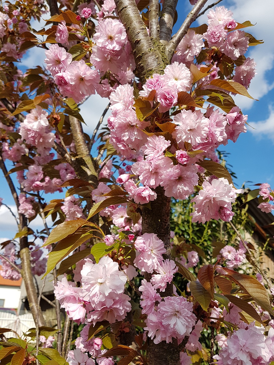 japan cherry spring beauty free photo