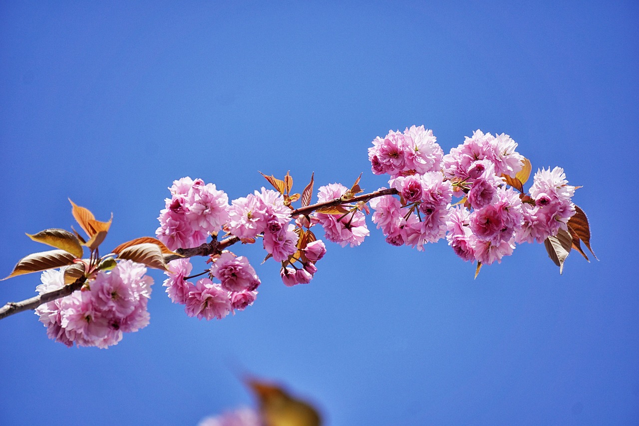 japan cherry tree tree flowers free photo