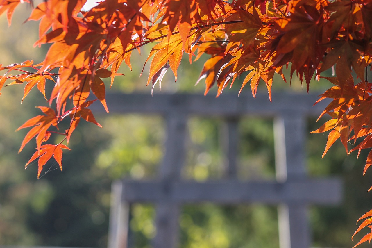 japan maple maple leaf red leaf free photo