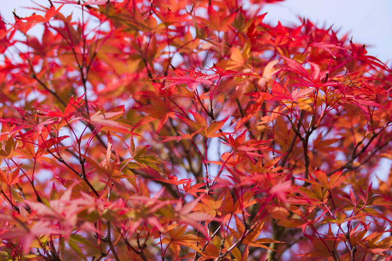 japan maple maple leaf red leaf free photo
