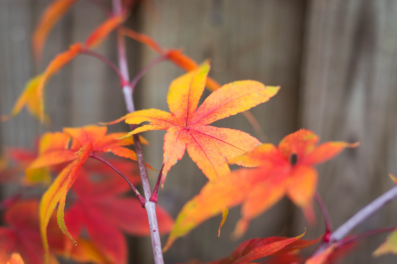 japan maple maple leaf autumn free photo