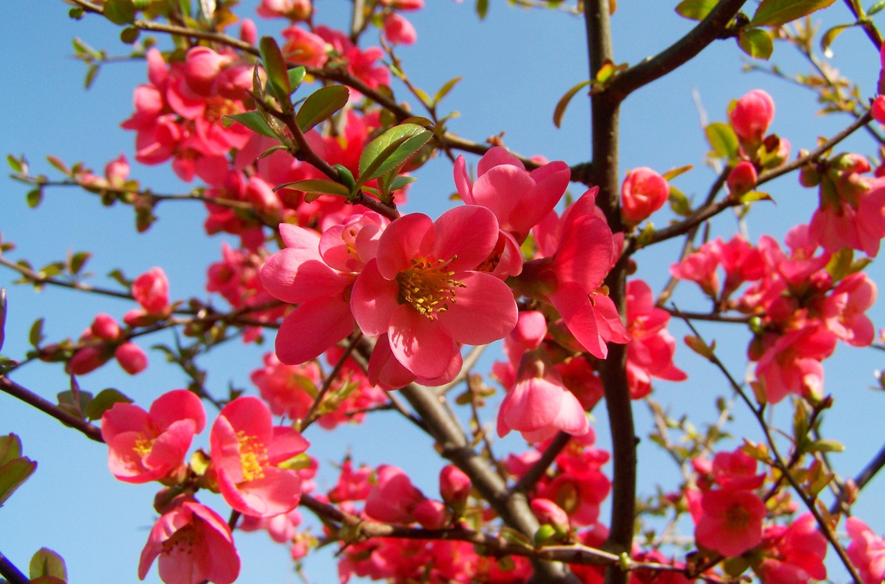 japan quince pink flower spring free photo