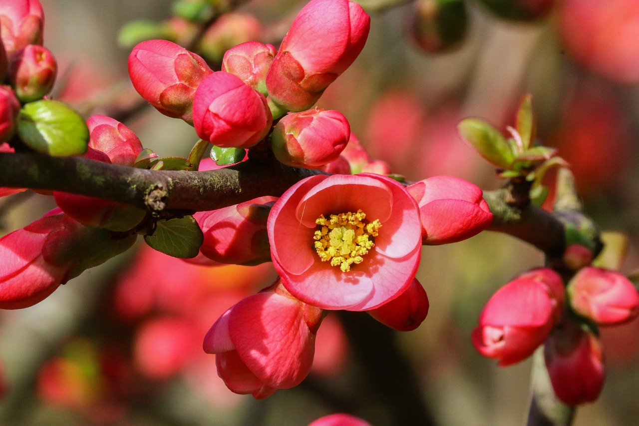 japan quince flower red free photo