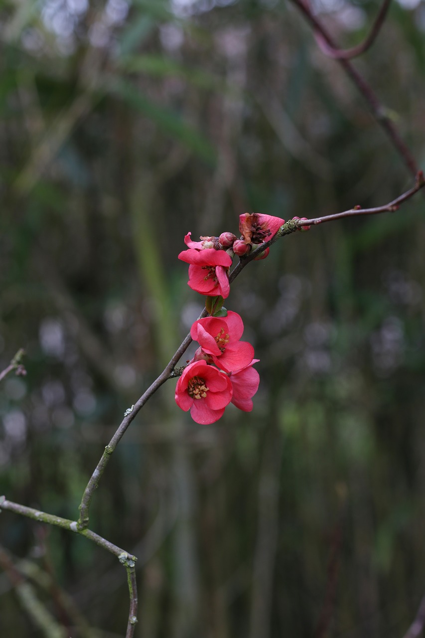 japan quince flower nature free photo