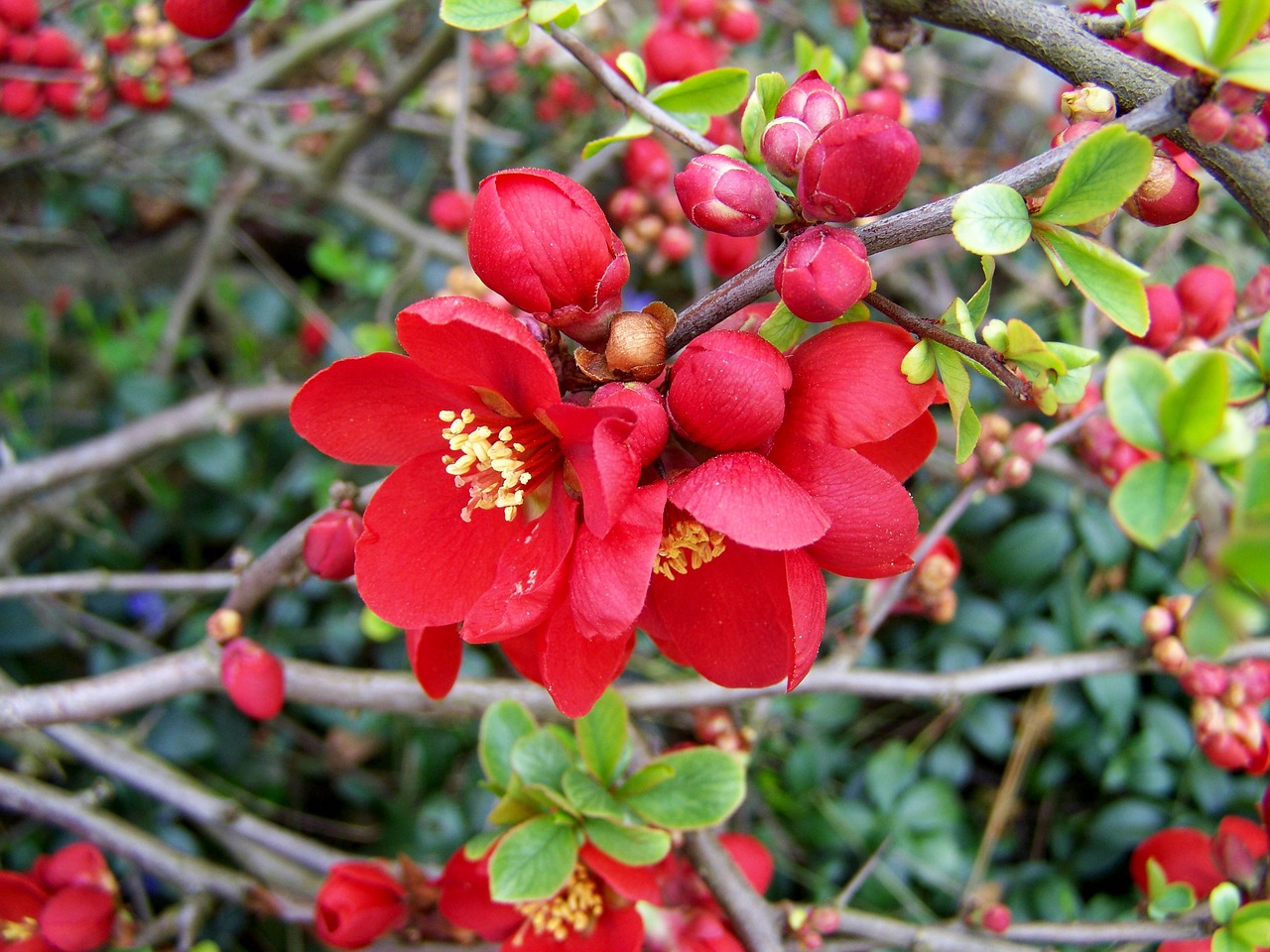 japan quince  spring free pictures free photo