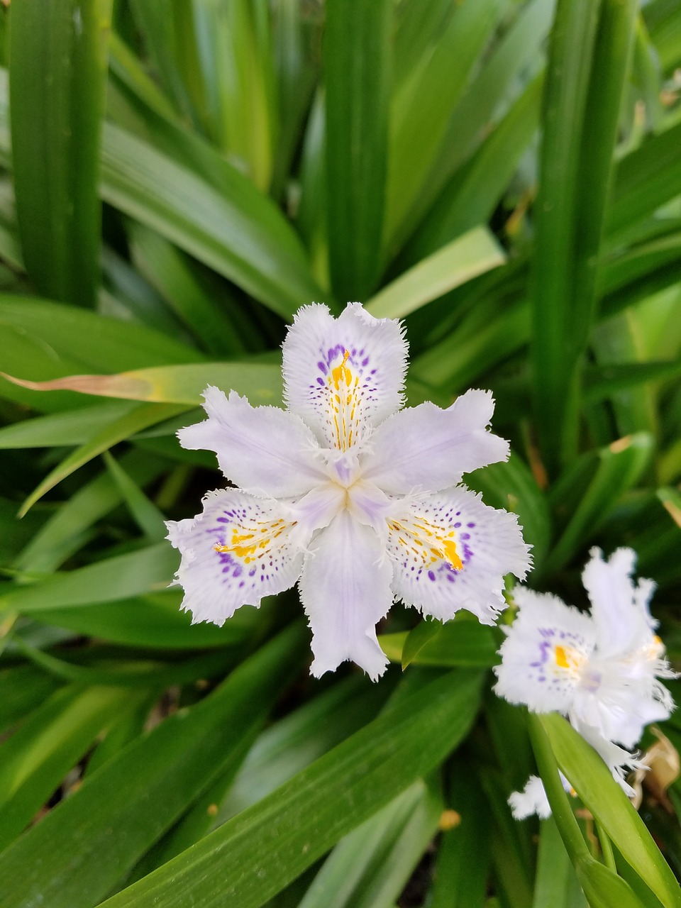 japanese iris flower free photo