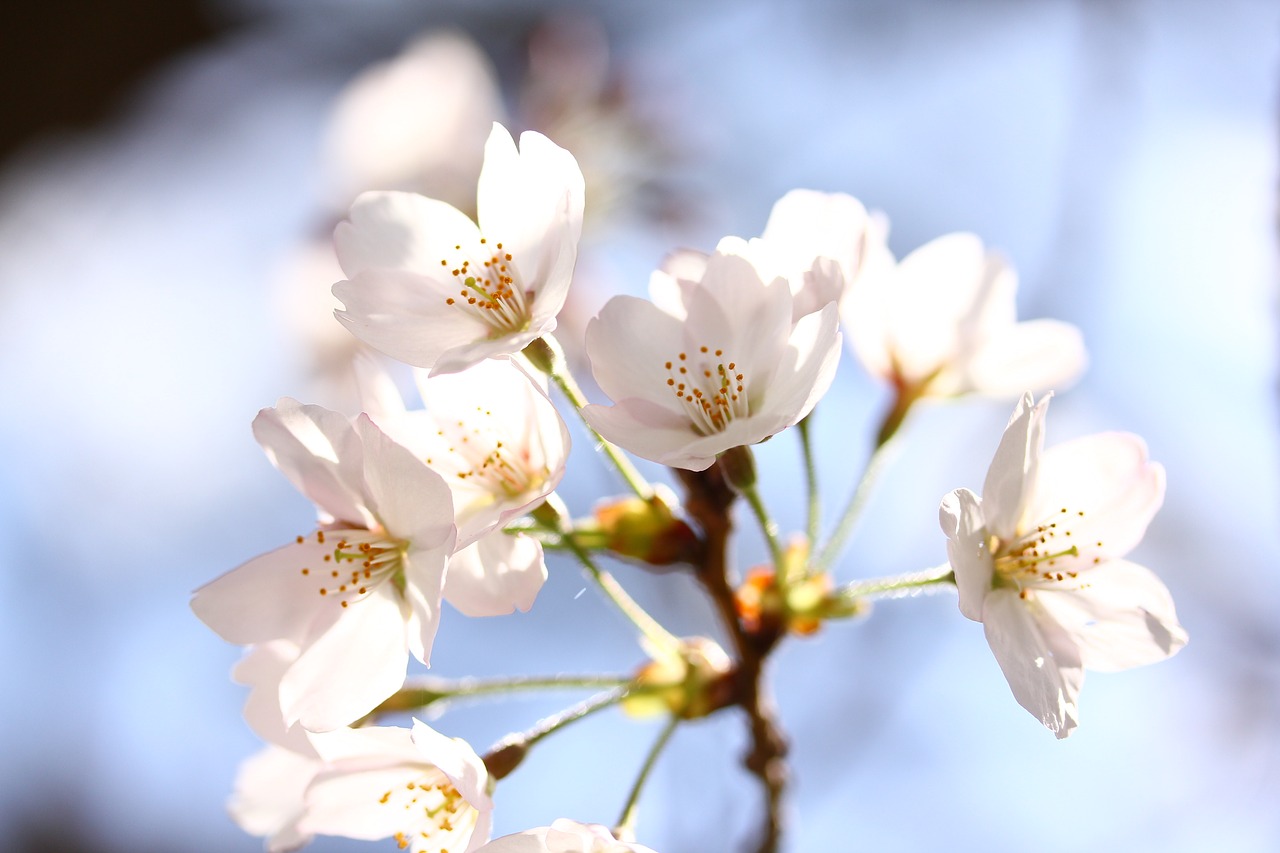 japanese flower pink free photo