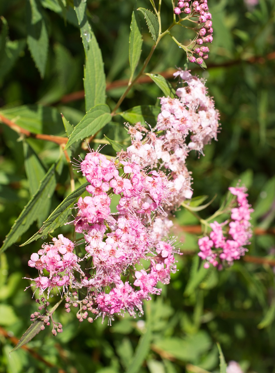 japanese lilac flowers free photo