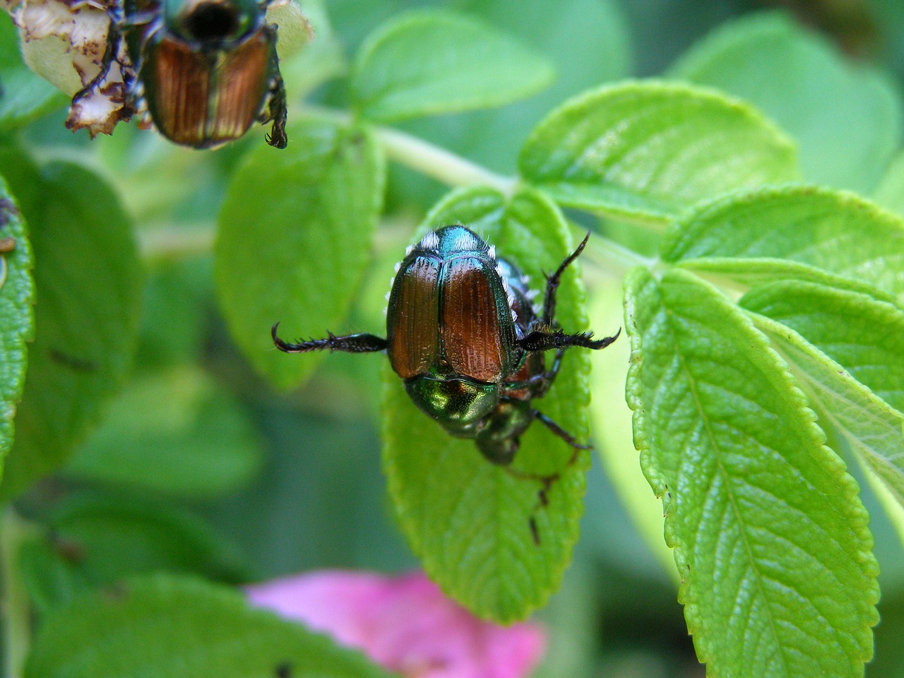 japanese beetle insect free photo