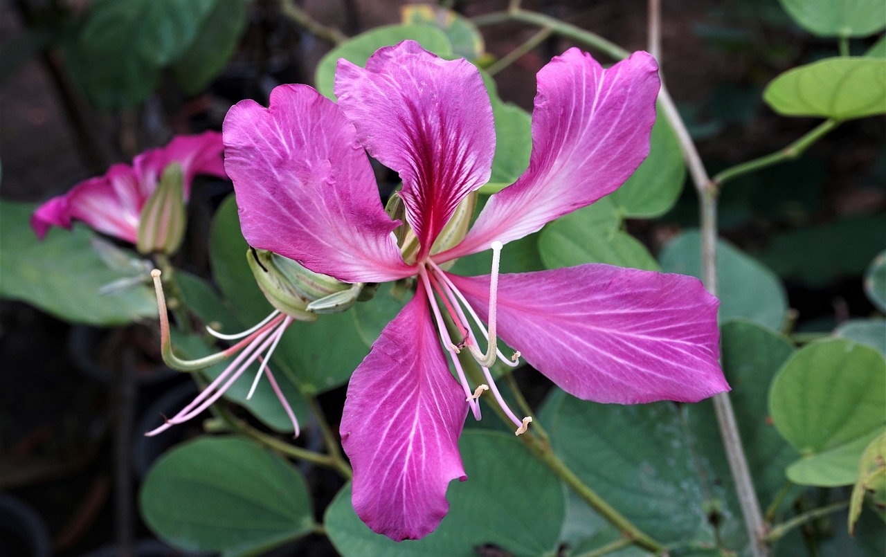 japanese orchid purple free photo